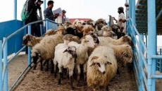 قیمت دام زنده در بازار امروز