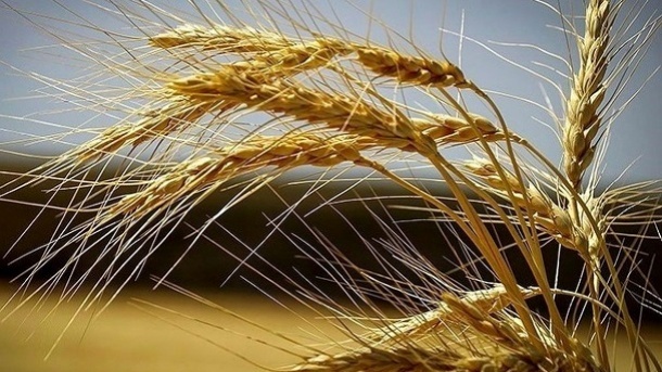 افزایش 2 تا 5 هزار تومانی قیمت گندم بر اساس کیفیت