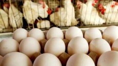 قیمت جدید انواع تخم مرغ اعلام شد