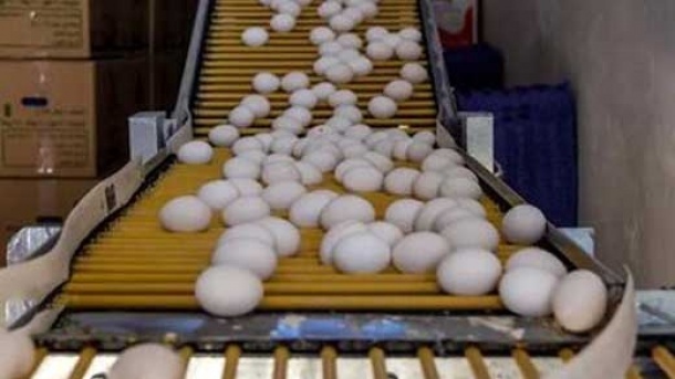 تخم مرغ دانه ای چند؟