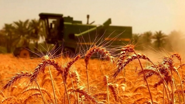 نرخ خرید تضمینی گندم تعیین شد