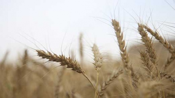 نرخ ارز برای واردات گندم تعیین شد