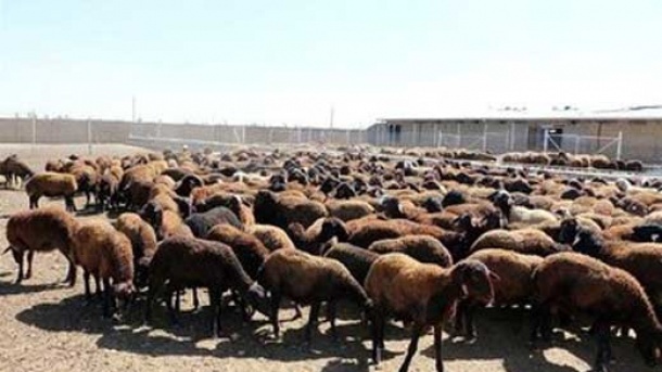 قیمت دام زنده در بازار امروز
