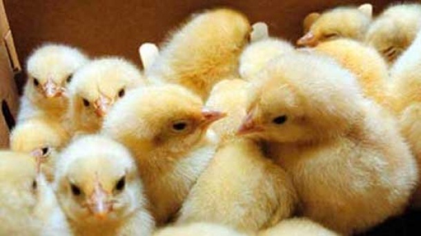 قیمت جوجه یک روزه چند؟