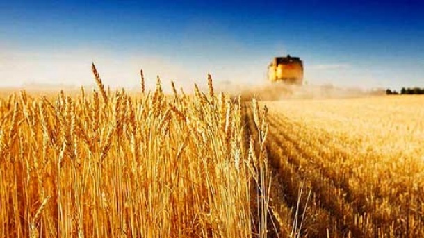 فعلا نصف وجه گندم خریداریشده پرداخت می شود