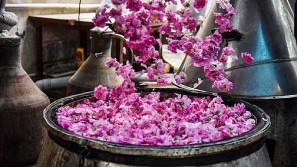 ۱۳۰۰ تن گلاب صادر شد