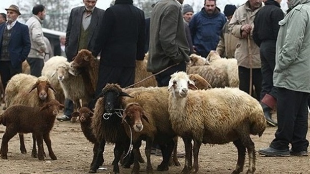 قیمت جدید دام زنده امروز یکشنبه 1405/03/03