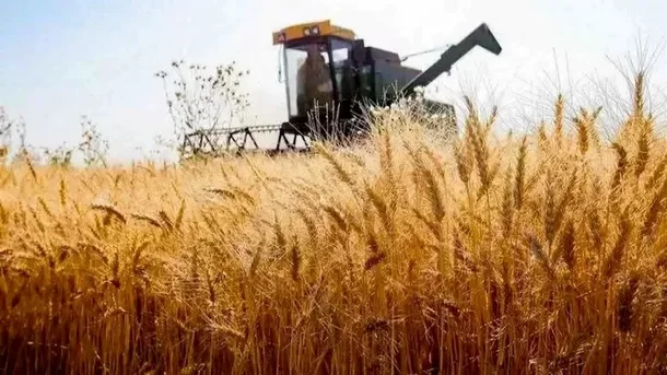 پیش بینی تولید گندم در سال 1405