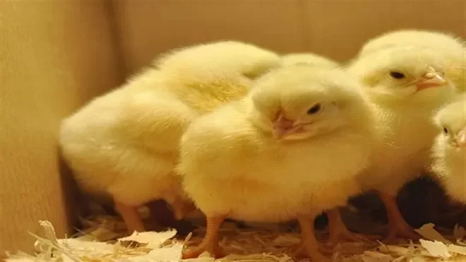 ممنوعیت صادرات جوجه یکروزه برداشته شد