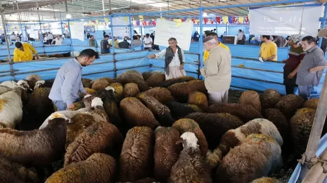قیمت دام زنده در بازار امروز