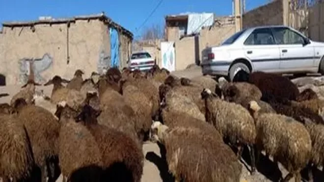قیمت دام زنده در بازار امروز