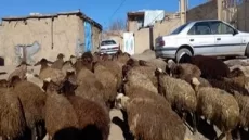 قیمت دام زنده در بازار امروز