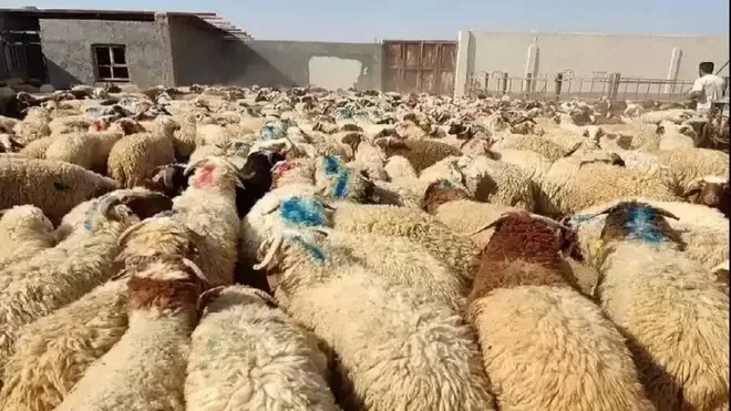 قیمت دام زنده امروز در بازار