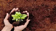صادرات گیاه همراه با خاک ممنوع شد