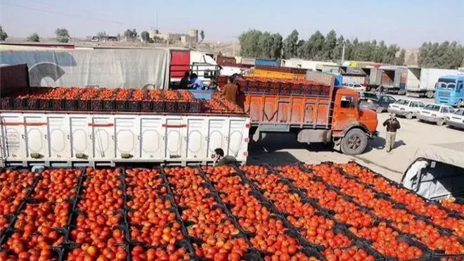 صادرات گوجهفرنگی تا پایان سال ممنوع شد