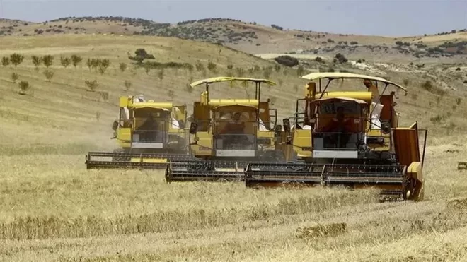 خبر خوش برای گندمکاران