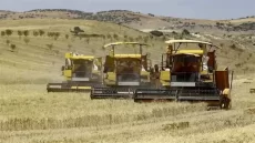 خبر خوش برای گندمکاران