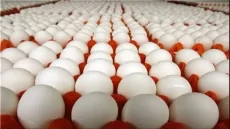 قیمت جدید تخم مرغ اعلام شد