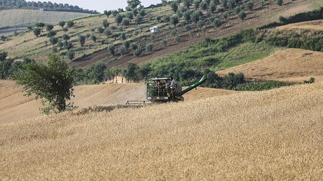 نرخ 85 هزار تومانی گندم روی میز شورای قیمتگذاری
