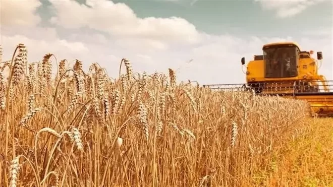 خبر جدید برای گندمکاران