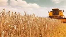 خبر جدید برای گندمکاران