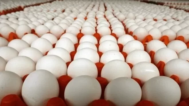 «شهر تخممرغ» به زودی افتتاح می شود