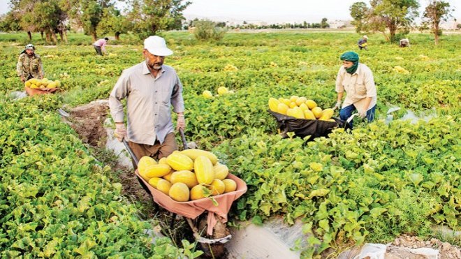 زنگ خطر برای امنیت غذایی کشور