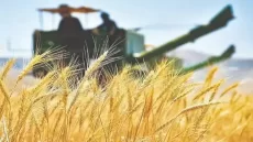 خبر خوش برای گندمکاران 