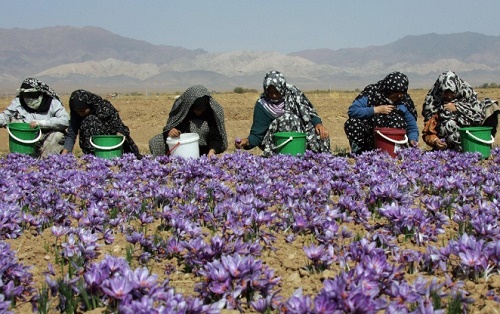 بازارهای جهانی در انتظار زعفران ایران بعد از لغو تحریمها