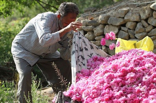 گلاب قمصر خراسان نام و نشان ندارد !