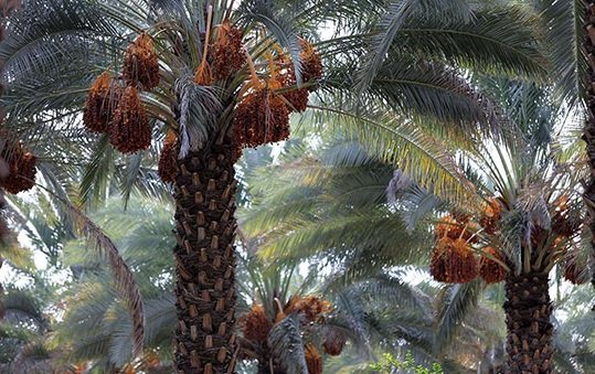 ضعف در بازاریابی و درجا زدن 10 ساله تولید خرما در کشور