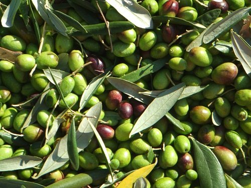 تعرفه واردات زیتون از خودرو بالاتر است