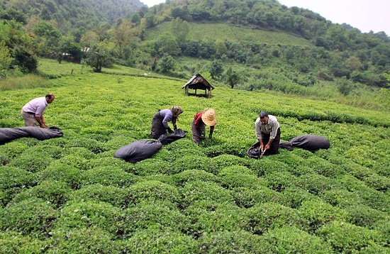 چای گيلان در آستانه نابودی؟