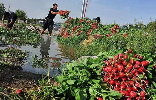 فاضلاب جنوب تهران، آلودهترین آب دنیاست