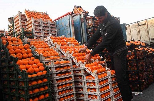 ذخیرهسازی 65 هزار تن میوه شب عید + قیمت