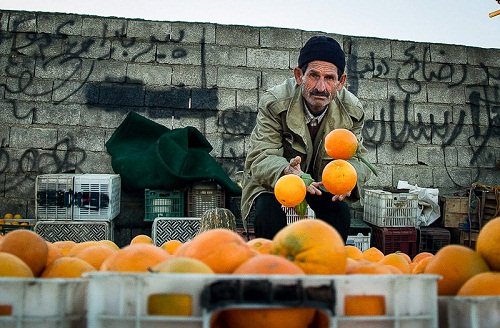 چوب حراج بر دسترنج باغداران مازنی