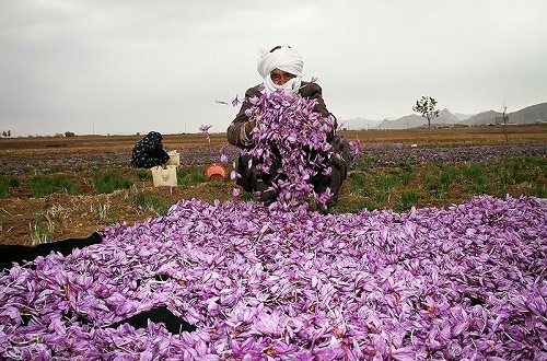 کاهش 23 درصدی قیمت زعفران