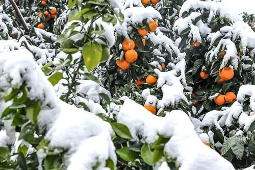 سرمازدگی اخیر باعث گرانی مرکبات نمیشود