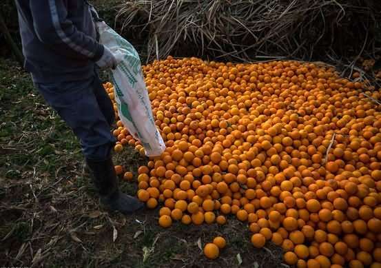 سرمازدگی باغات مازندران درست مدیریت نشد