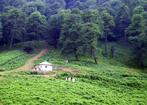 30 سال دیگر جنگل از ایران حذف می‌شود؟