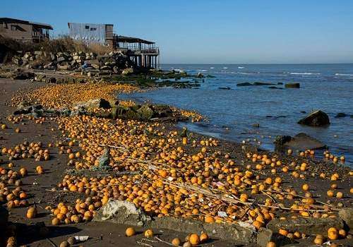 ماجرای ریختن پرتقال‌های شمال به دریای خزر