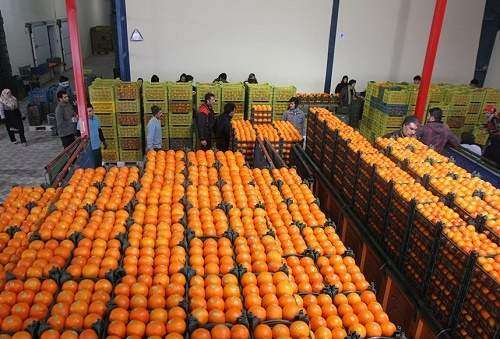 پرتقال به اندازه کافی هست چرا وارد کردید؟