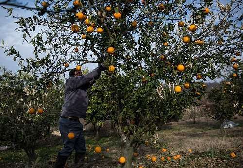 پرتقال‎های مصر و ترکیه معضل جدید نوروزی شده است