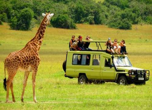 تور جنگلهای آمازون 16 میلیون; تور کنیا 20 میلیون تومان!