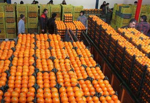ستاد تنظیم بازار قیمت پرتقال ترکیه‌ای را 400 تومان بالا برد