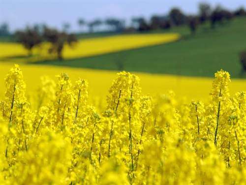 تولید کلزا در سال 96 برابر می شود
