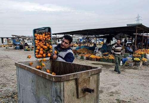 مرکبات خارجی آمد، پرتقال ایرانی فاسد شد؟