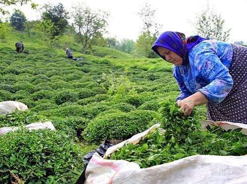 نرخ هر کیلوگرم چای سفید چقدر است؟