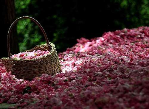 گردش مالی 176 میلیاردی گلاب‌گیری