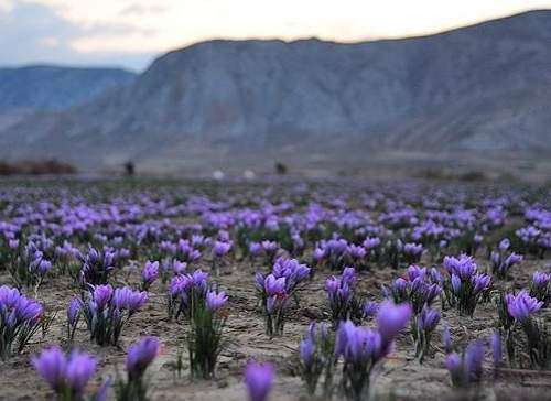 از صفر تا صد کسب و کار پرورش زعفران